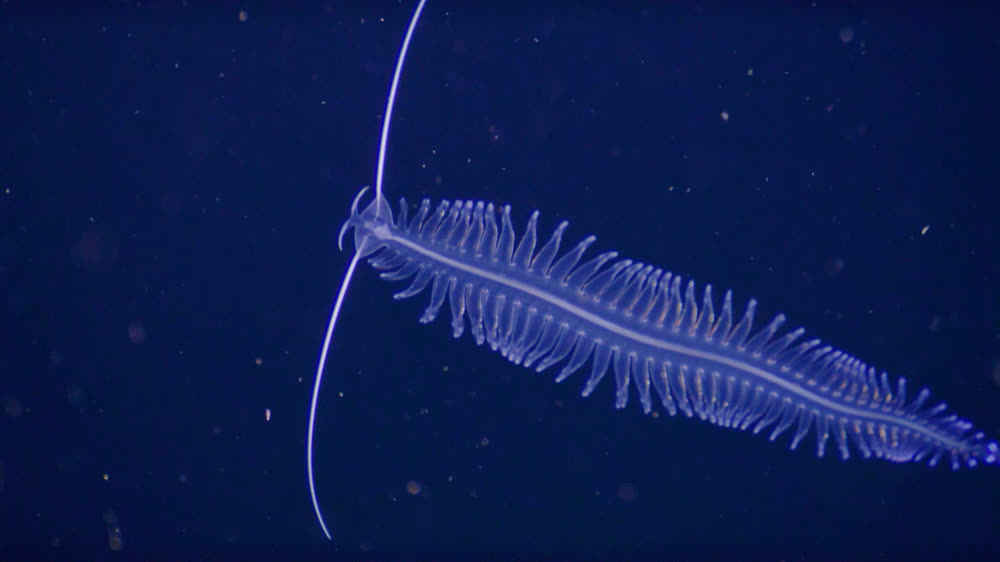 A transparent midwater animal lit against deep blue