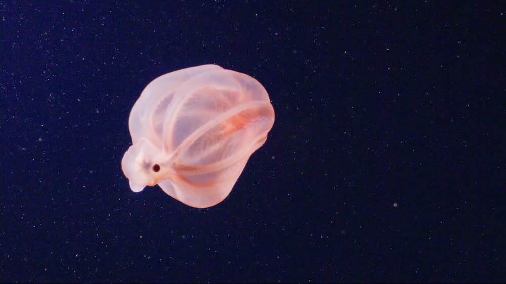 A translucent pink octopus suspended in midwater