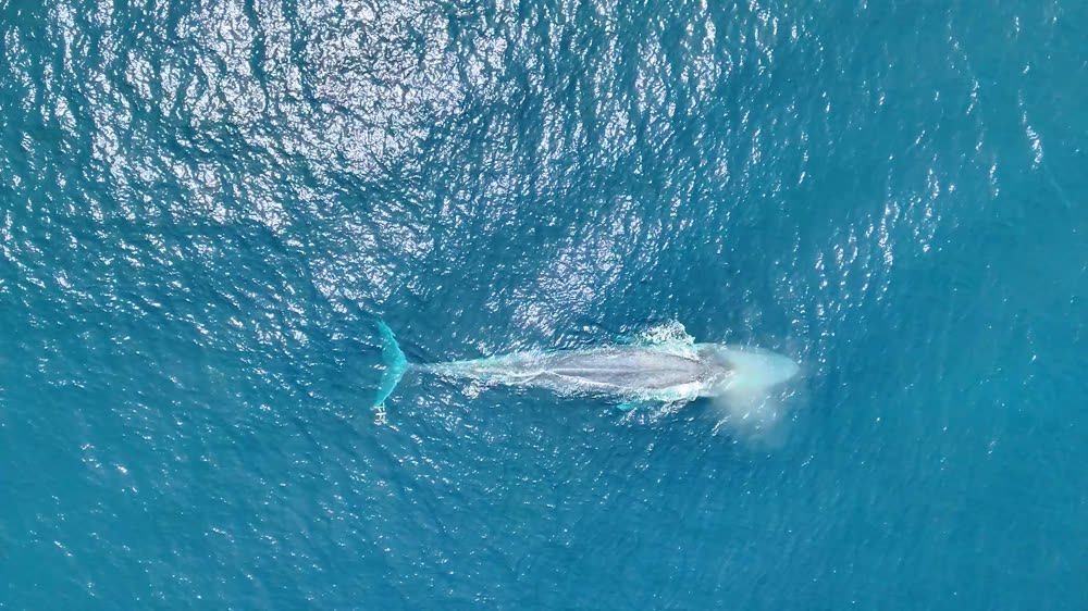 A whale just beneath the surface, seen from directly above
