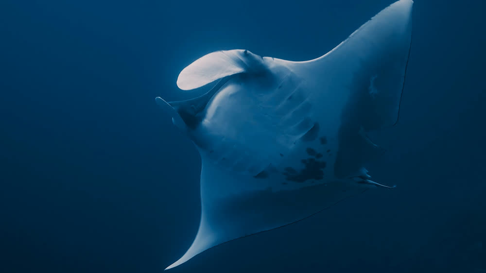 A manta ray turning in open blue water