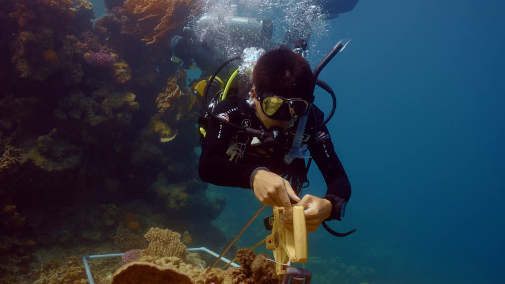 A diver placing equipment on a shallow coral reef