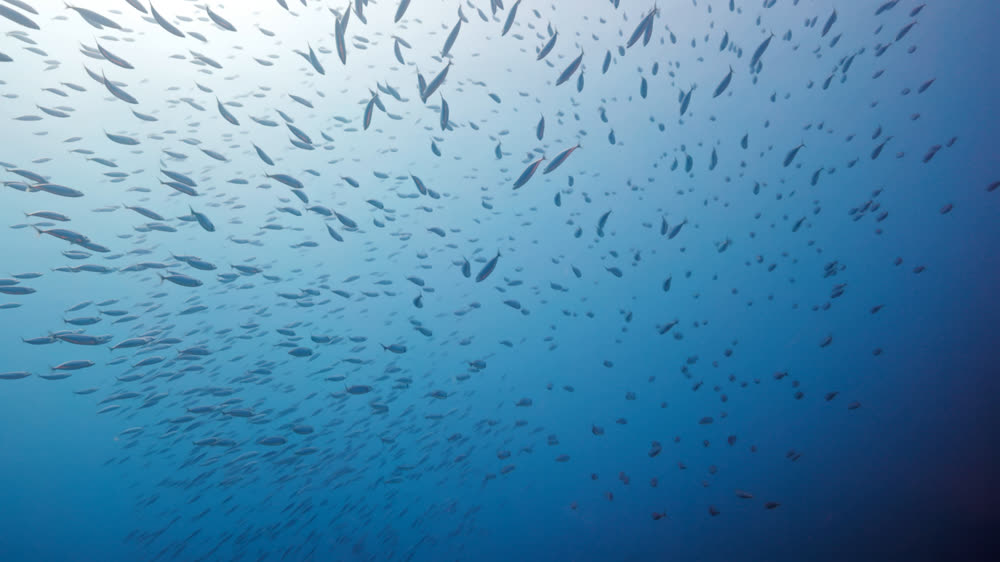 A dense school of small fish filling the water column