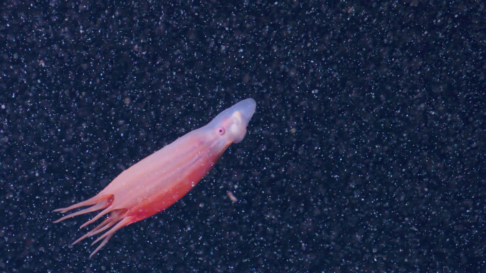 A small pink squid suspended above dark seafloor sediment