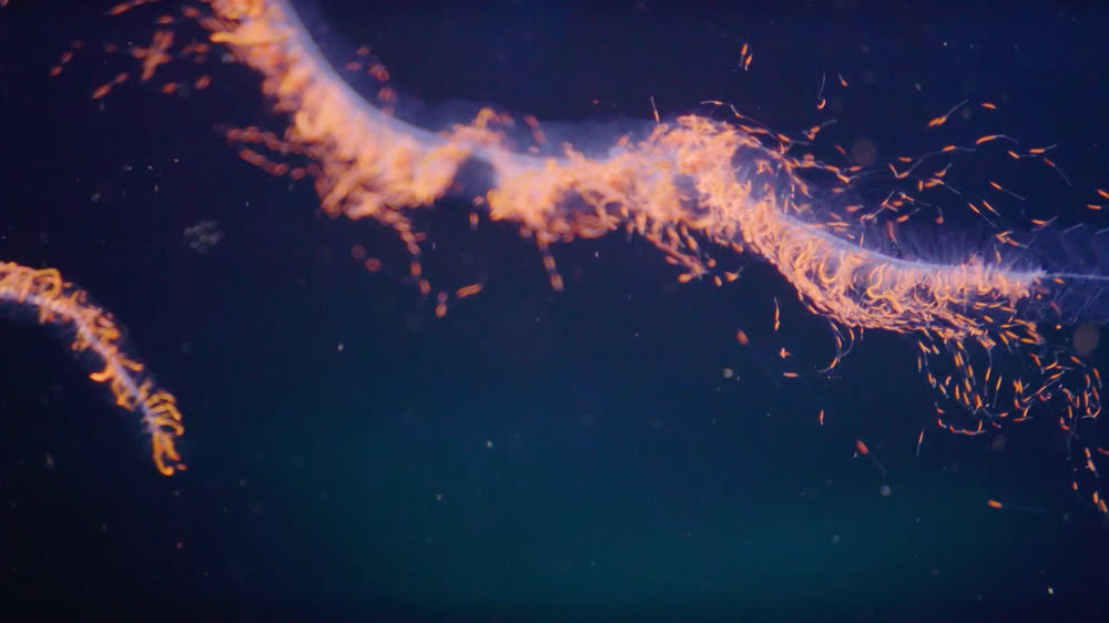 A long orange gelatinous animal drifting in dark midwater