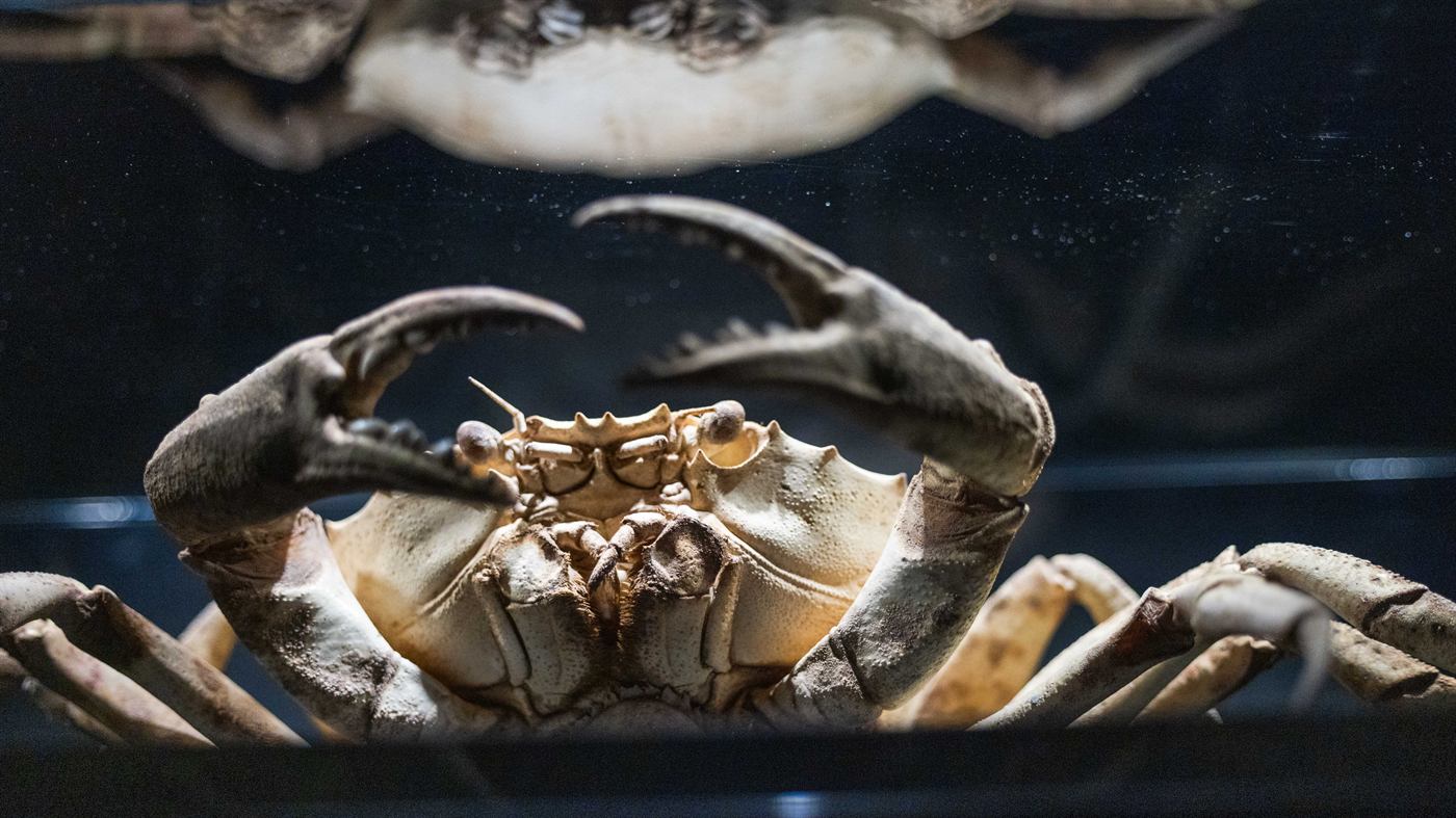Deep-sea specimen on display in Into the Ocean: Journey Beneath