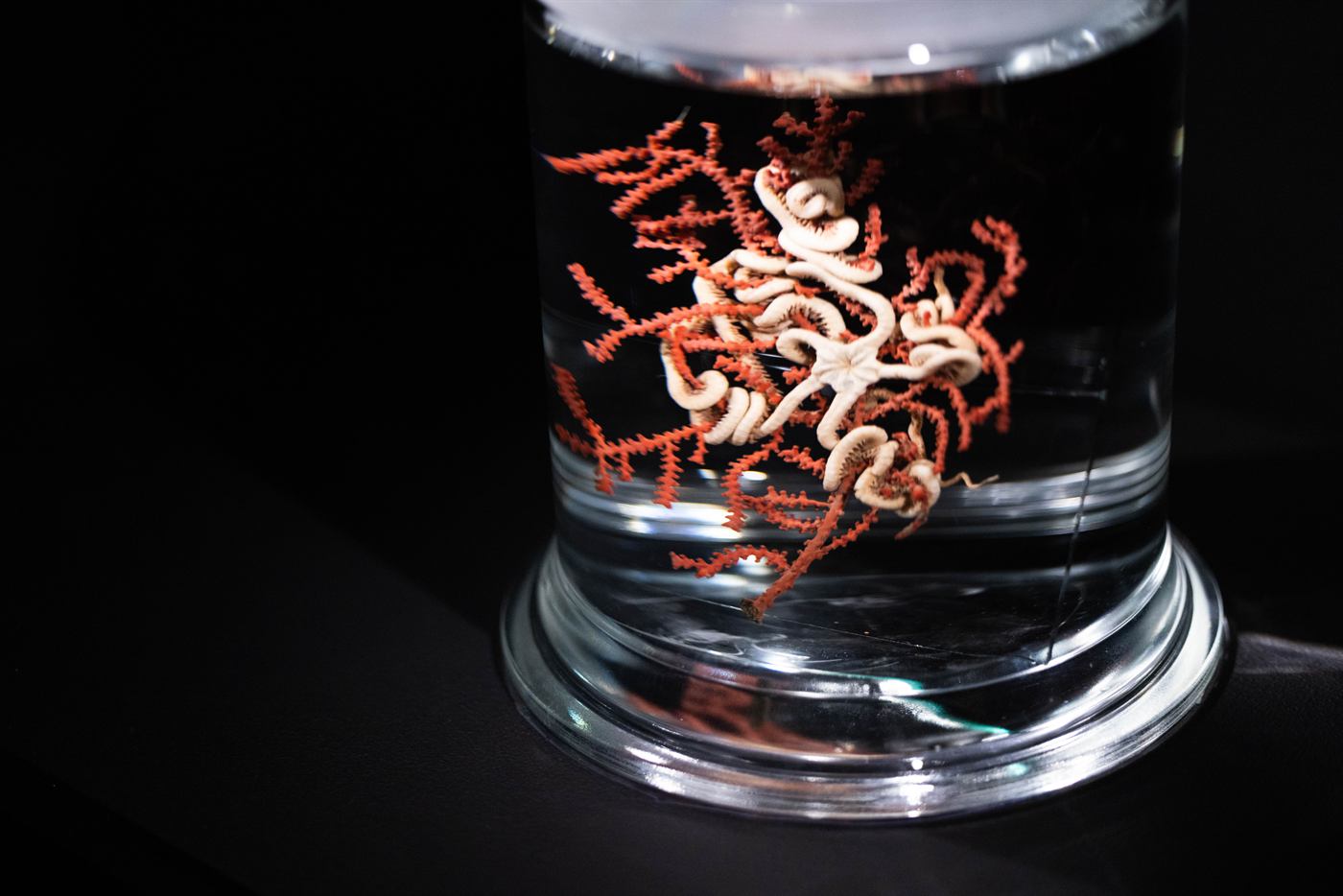 Deep-sea specimen on display in Into the Ocean: Journey Beneath