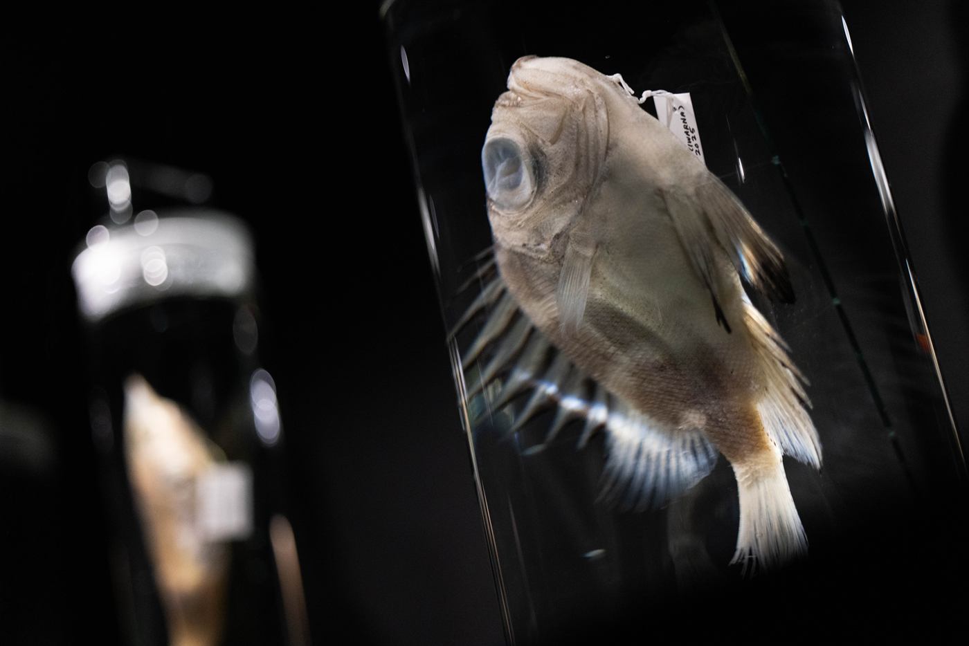 Deep-sea specimen on display in Into the Ocean: Journey Beneath