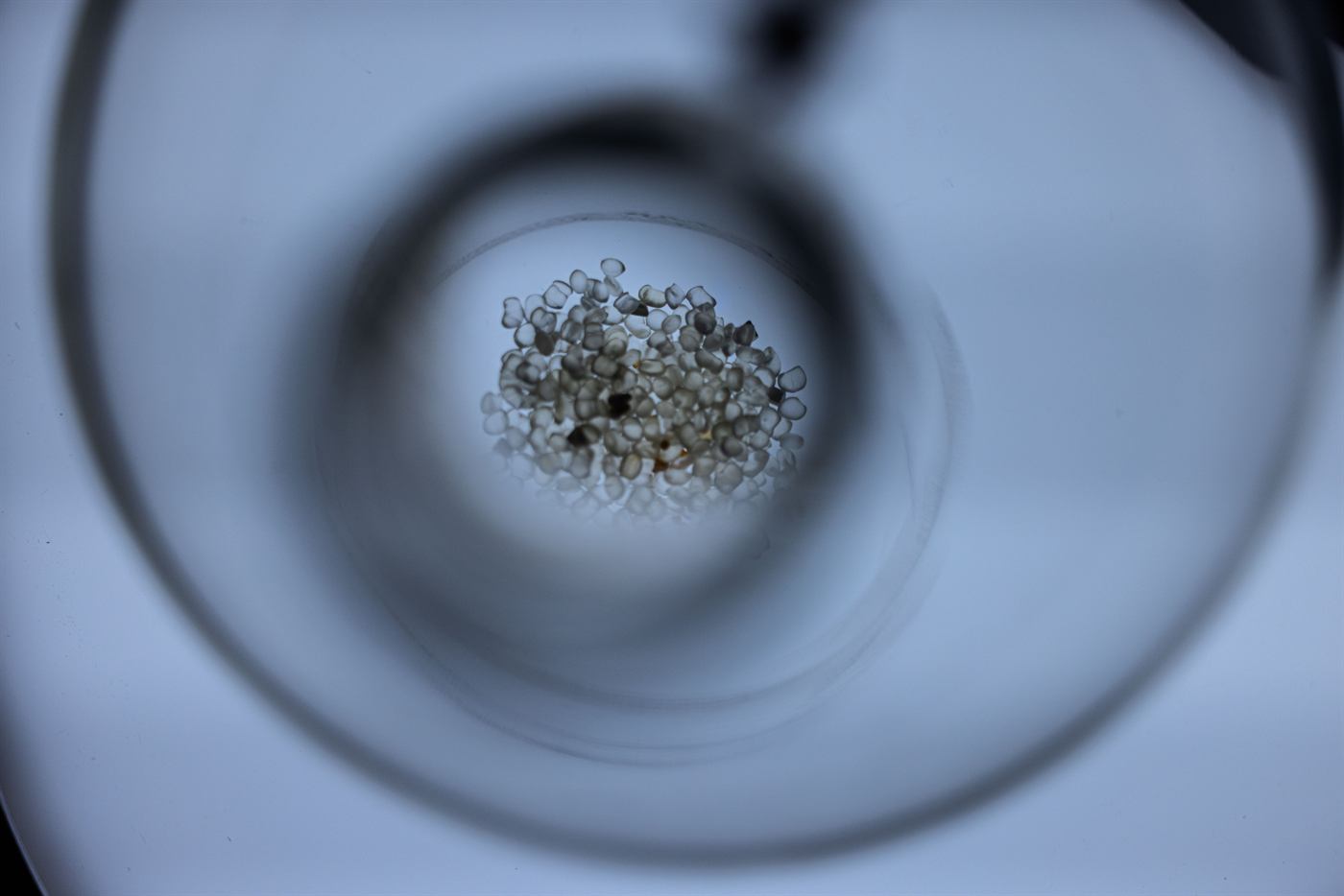 Deep-sea specimen on display in Into the Ocean: Journey Beneath